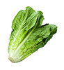 romaine lettuce leafs